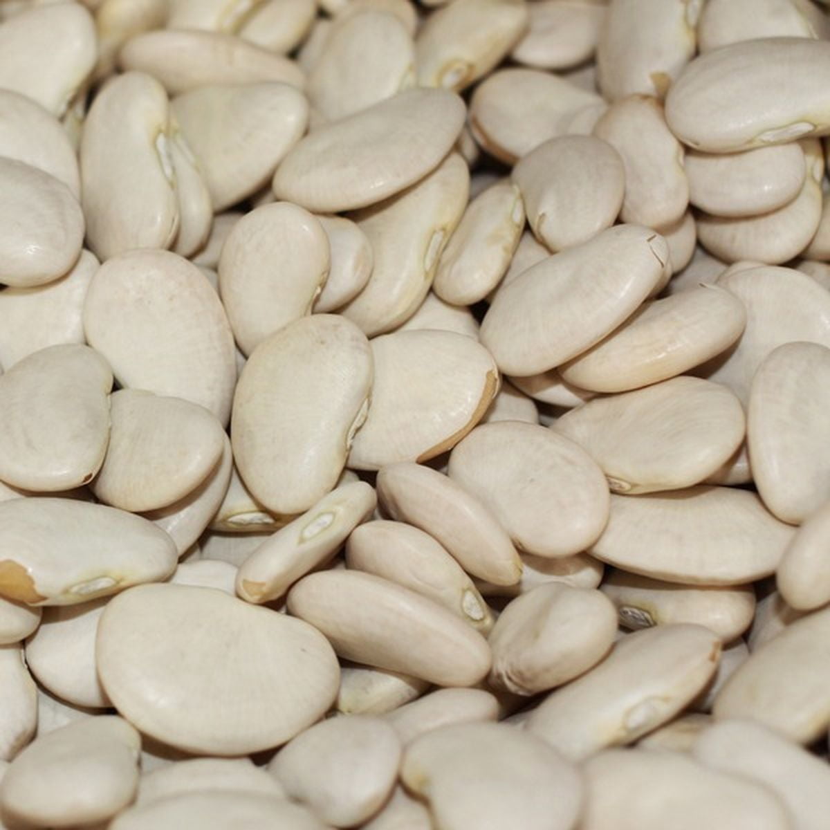 (3 pack) China Doll Dried Large Lima Beans, 16 oz Bag
