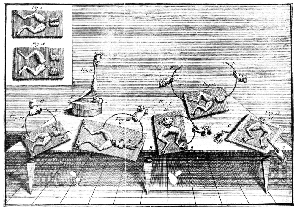 Galvani Galvanism, 1791. /Nline Engraving From Luigi Galvani'S Work On