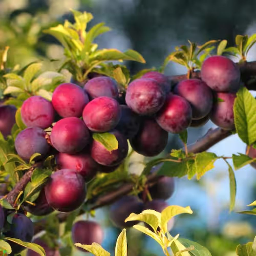 Expert Gardener Ozark Plum Live Tree, 3-4 ft Tall, 7-Gallon Grower Pot