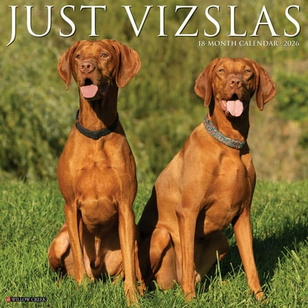 Willow Creek Press, Just Vizslas 2026 Wall Calendar, 12'' X 12'', 18-Month Calendar with Stapled Binding