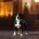 thumbnail image 4 of Collar luminoso ajustable para perros con visibilidad de seguridad para mascotas para caminatas nocturnas, collar liviano recargable por USB con parpadeo rápido, parpadeo lento y modos de luz, 4 of 5