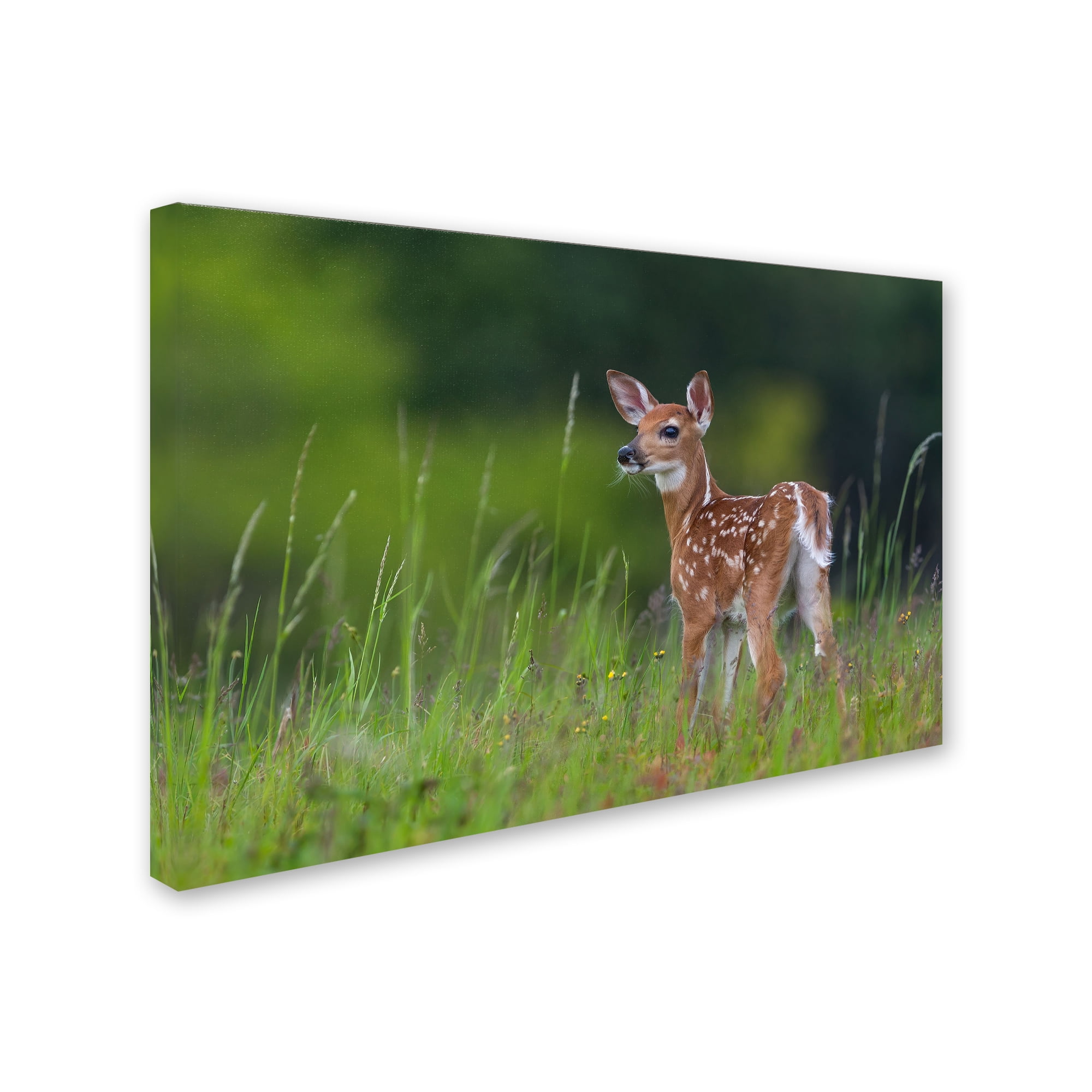 Trademark Fine Art 'Spring Fawn' Canvas Art by Nick Kalathas