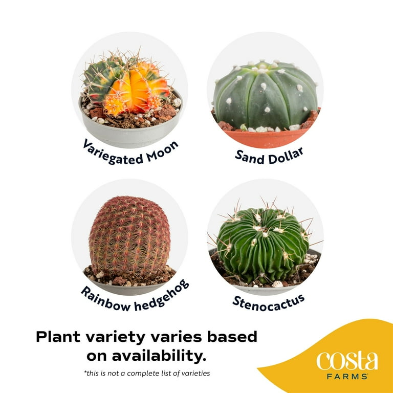 Costa Farms 3-5 inch Tall Assorted Premium Cactus, Bright Direct Sunlight, Indoor Live House Plants, 3-Pk, Size: Small