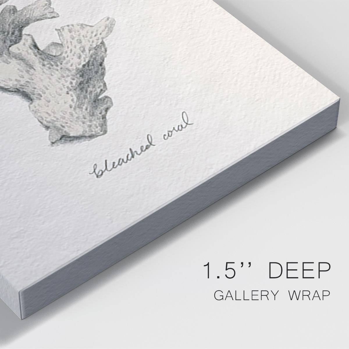 Shore Treasure Study II Premium Gallery Wrapped Canvas - Ready to Hang