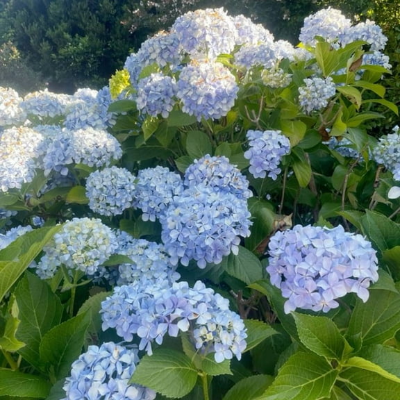 Nikko Blue Hydrangea Tree Live, Dormant Tree, Live Hydrangea Plant for Outdoor Growing, 6'' Tall
