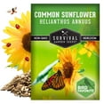 thumbnail image 6 of Common Sunflower Seeds for Planting | Bird & Pollinator Magnet | Native Full Sun Annual Flower - 1 Pack, 6 of 9