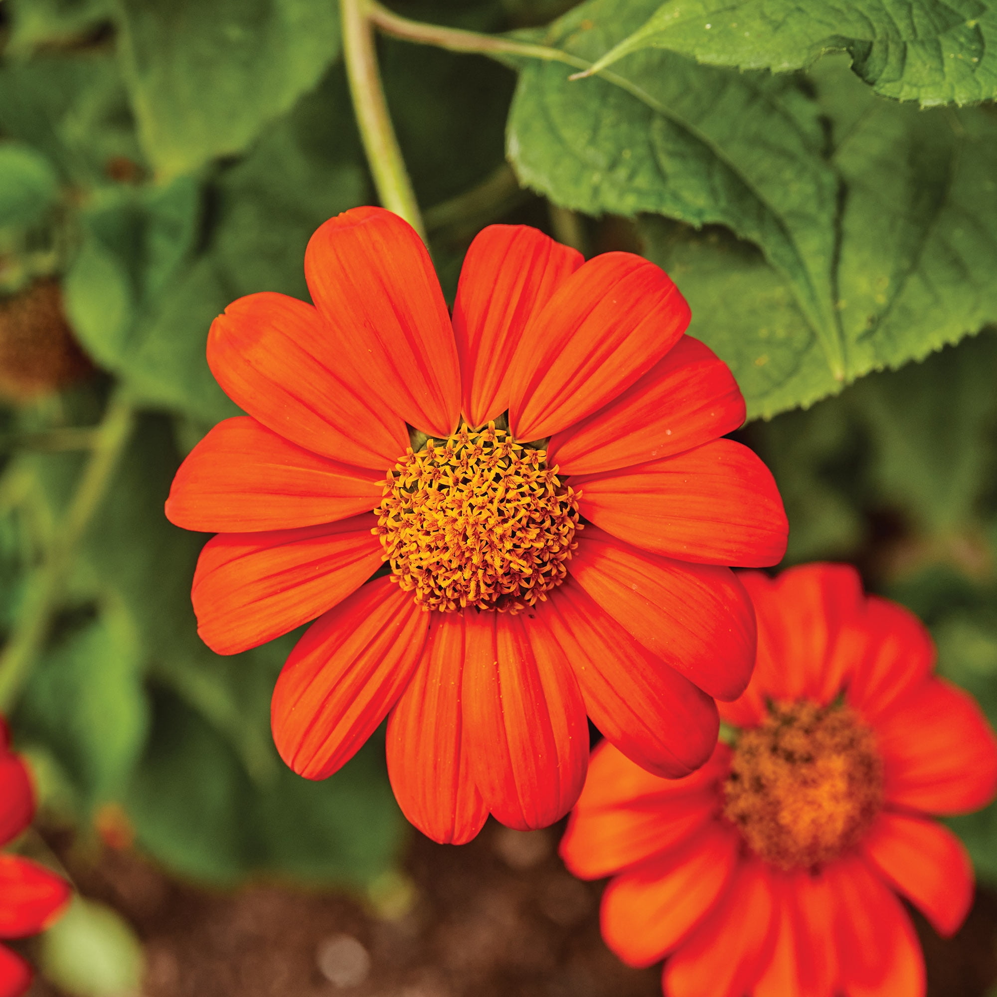 Burpee Sundance 1 Tithonia Flower Seeds, Attract Hummingbirds and Butterflies