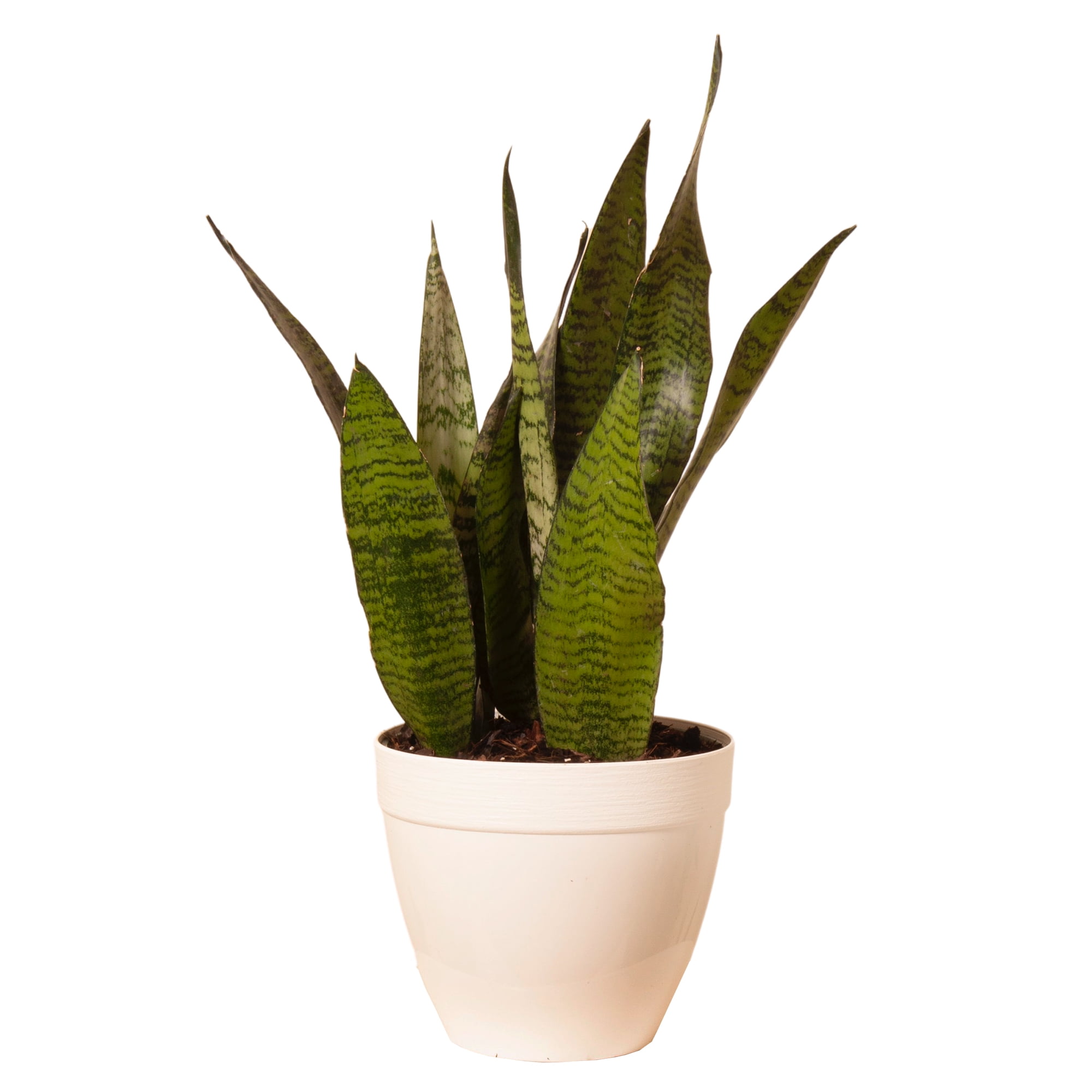 Snake Plant Sansevieria Zeylanica in White Deco Pot 12 in