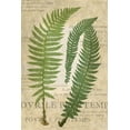 thumbnail image 4 of Vision Studio 11x14 Black Modern Wood Framed Wall Art Titled - Fern Folio III, 4 of 6