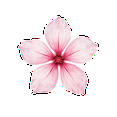 thumbnail image 4 of Fresh Cherry Blossom Stickers, Waterproof Cherry Blossom Sticker for Water Bottle Laptop Phone Cases Planner Skateboard Luggage Helmet Party Favor Decor, Ideal for Adults Teens Teacher Rewards, 4 of 9