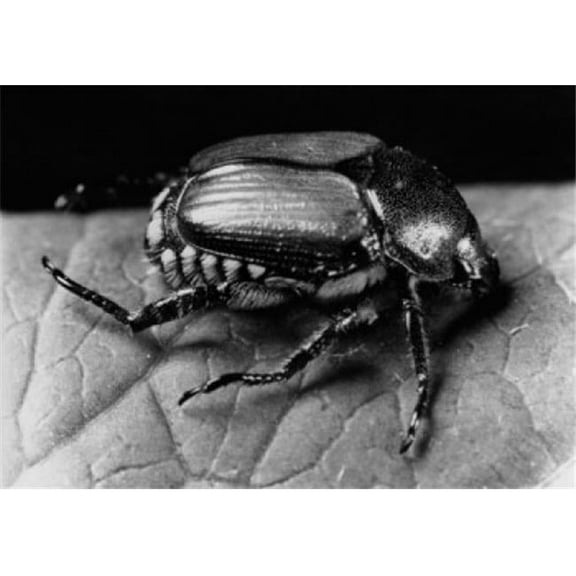 Close-Up of a Japanese Beetle Popillia Japonica Poster Print - 18 x 24 in.