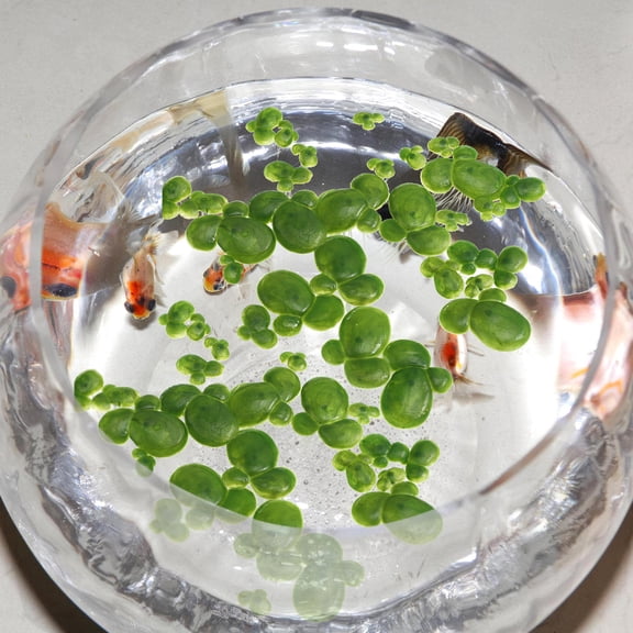 NICERIO 2Packs Aquarium Decorative Plant Green Plastic Duckweed Floating Aquatic Tank Accessories