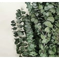 thumbnail image 2 of CalCastle Craft California Grown Natural Dried Preserved Eucalyptus Branches Bundles of Stems and Leaf Large 30" Tall Bulk 1 LB / 8 OZ (Frosted Kiwi - 8 oz), 2 of 6