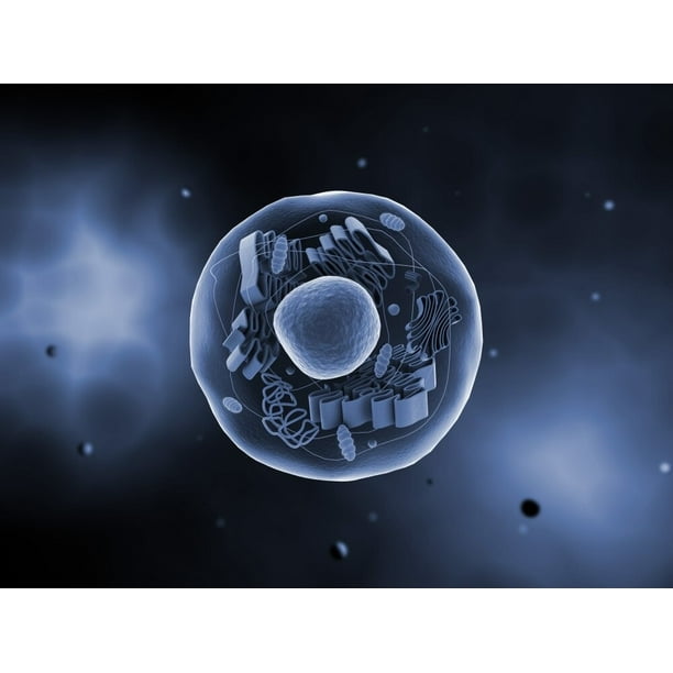 Microscopic view of animal cell Poster Print - Walmart.com - Walmart.com