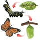 thumbnail image 2 of Simulation Life Cycle Figurine of a Monarch Butterfly Growth Cycle Insect Animals Educational Biolog, 2 of 5