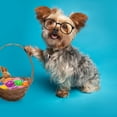 thumbnail image 4 of 4 Uds. Gafas de sol para gatos y perros, gafas para mascotas, gafas para Cosplay para perros y gatos, 4 of 5