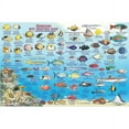 thumbnail image 3 of Franko Maps - Hawaiian Islands Reef Fish ID, 3 of 3