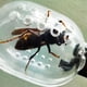 thumbnail image 4 of Tijeras para atrapar insectos Bearachild equipo de apicultura pinzas para pinzas, 4 of 6