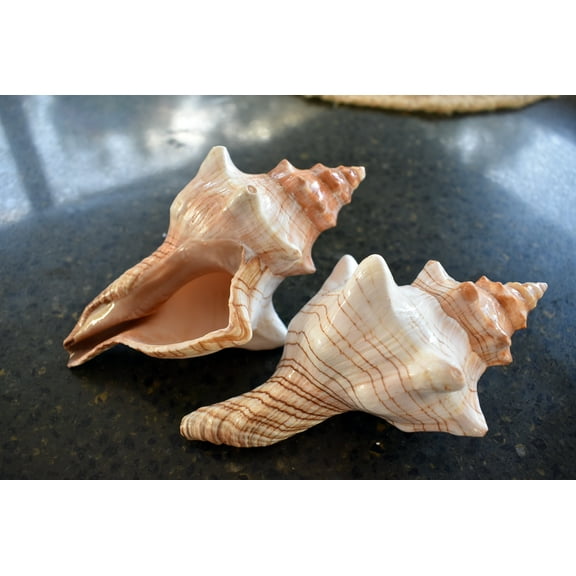 Set of 2 Large Striped Fox Conch Shell for Air Plants Display Beach Wedding Nautical Decor (5-6")