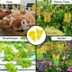 thumbnail image 2 of Juego De Trampas Adhesivas De Tablero Amarillo De Doble Cara, 50 Uds., Trampas Adhesivas Para Plantas Voladoras, Insectos, Herramientas De Jardinería, Accesorios Speravity HA034717-00, 2 of 6