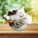 thumbnail image 5 of Divertida estatua de jardín de pollo decoración figuras de gallina de resina Animal decorativo para patio granja Patio césped Micro paisaje - C Sunnimix Estatua de pollo, 5 of 7