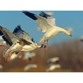 thumbnail image 2 of Fitzharris, Tim 32x25 Black Ornate Wood Framed with Double Matting Museum Art Print Titled - Snow Geese Landing, 2 of 4