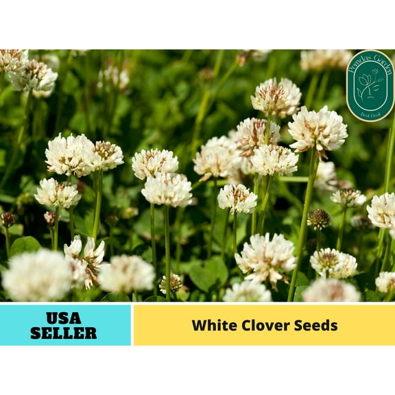 40 Seeds| White Clover Seeds - Authentic Seeds - Perennial~ GMO Free ~~Flower seeds ~ Asian Garden~ Herbs B5G1#J003