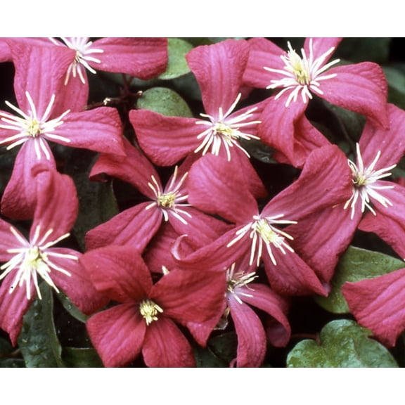 Julia Correvon Clematis - Pink - 2.5" Pot