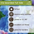 thumbnail image 6 of Van Zyverden Iris Bearded Full Tide (1 Dormant Bulb) Partial Sun, Blue, Perennial, 6 of 8