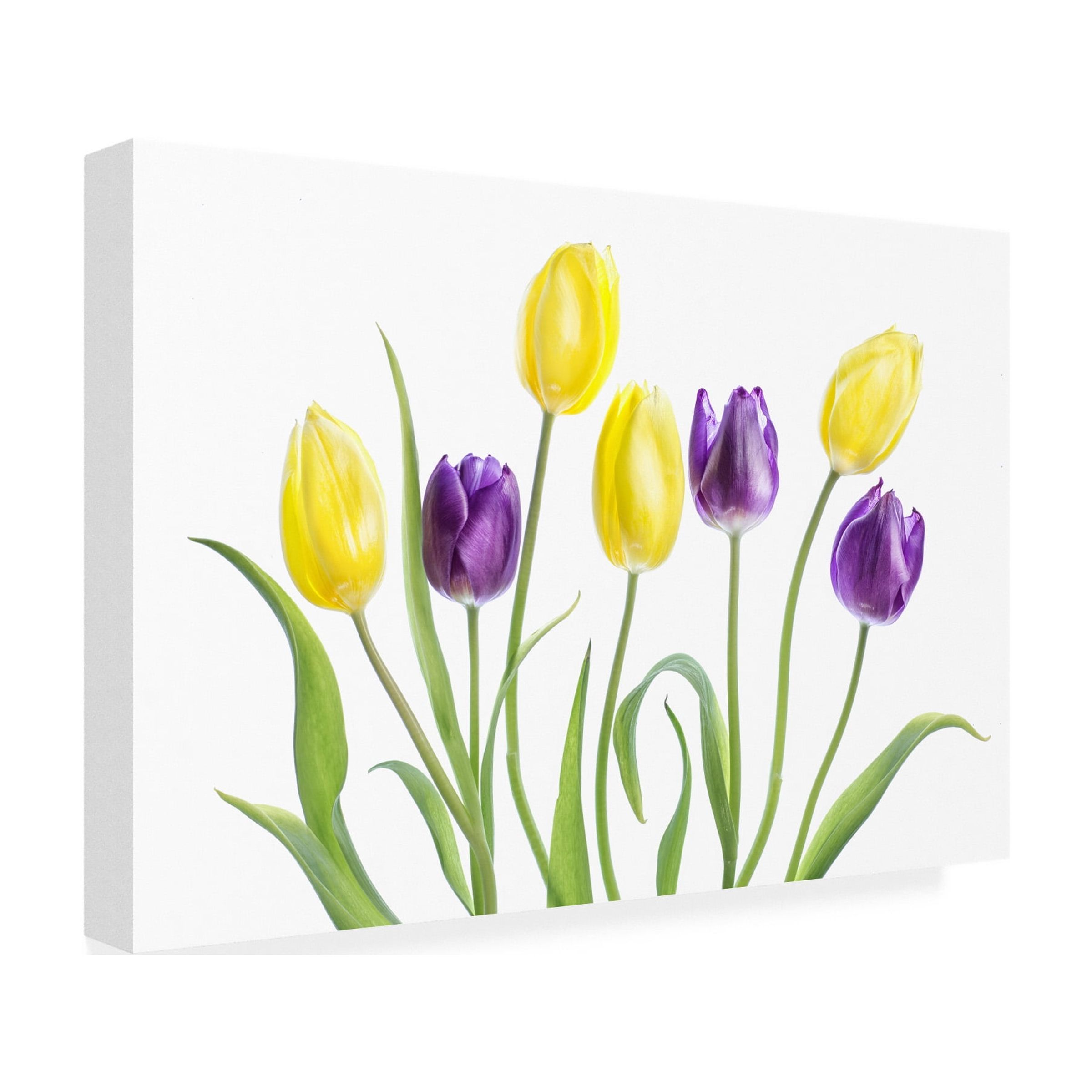 Canvas Wall Art - Mandy Disher 'Tulip' Wall Art for Living Room, Bedroom, or Office DÃ©cor by Trademark Fine Art - 32 x 22 Inches