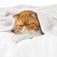 thumbnail image 2 of Blanket Bedsure Fleece King Size, forro polar de franela blanca, 2 of 6