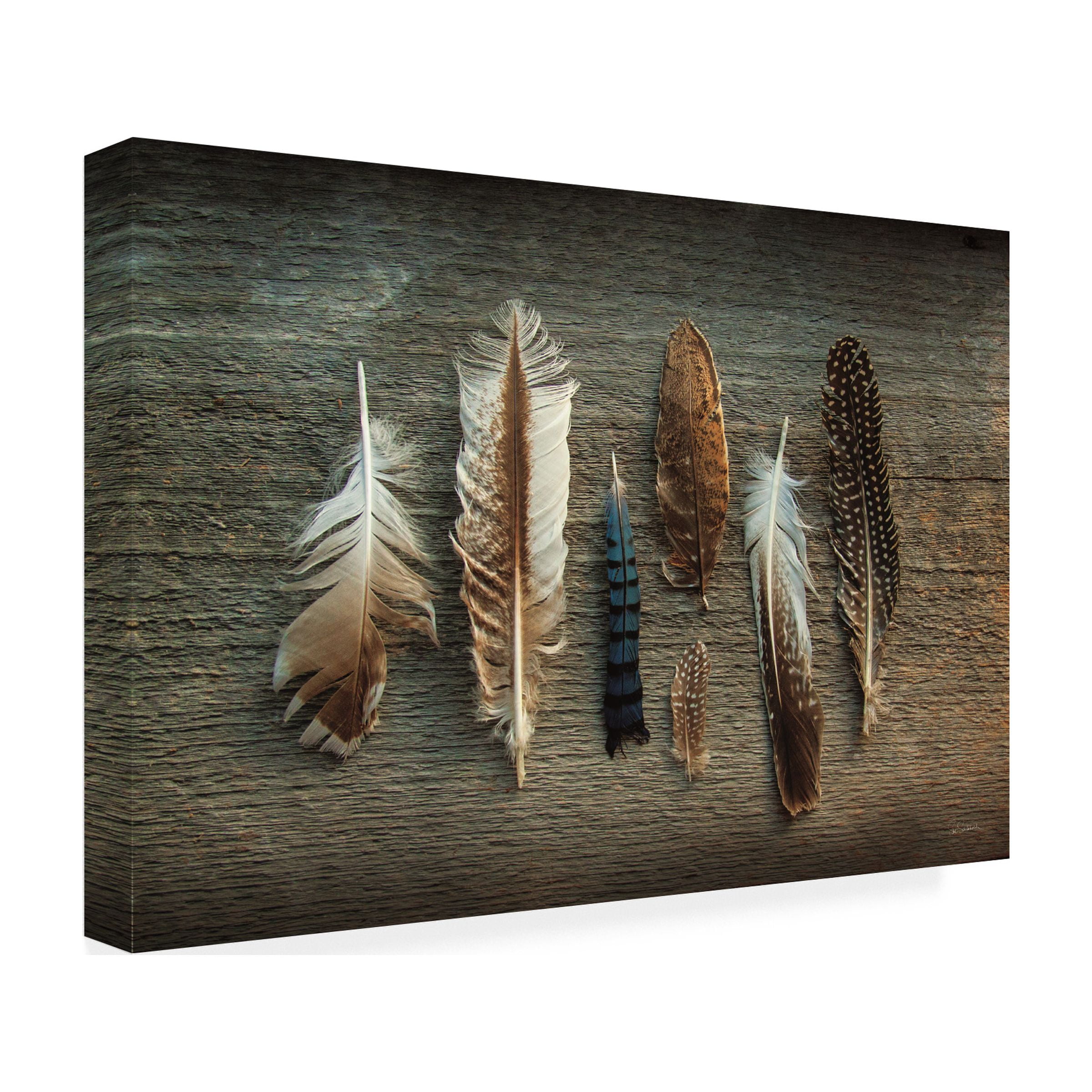 Trademark Fine Art 'Feather Collection I' Canvas Art by Sue Schlabach