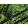 thumbnail image 4 of Ambesonne Nature Quilted Bedspread Set 3 Pcs, Woodland Tree Forest Sun, King Size, Fern Green Seal Brown, 4 of 5