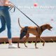 thumbnail image 3 of Pet Dog Lesión Pierna Brace Correa Protección Articulación Vendaje Wrap Suministros médicos Hugtrwg Para estrenar, 3 of 9