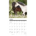 thumbnail image 3 of Willow Creek Press, Just Horses 2025 Wall Calendar, 3 of 4