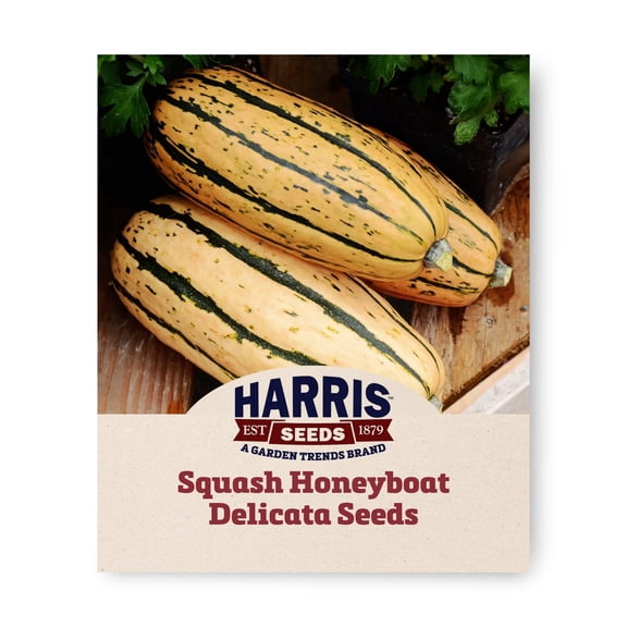 Harris Seeds Honeyboat Delicata Organic Squash, Sweet Winter Squash with Green Stripes, 250 Count