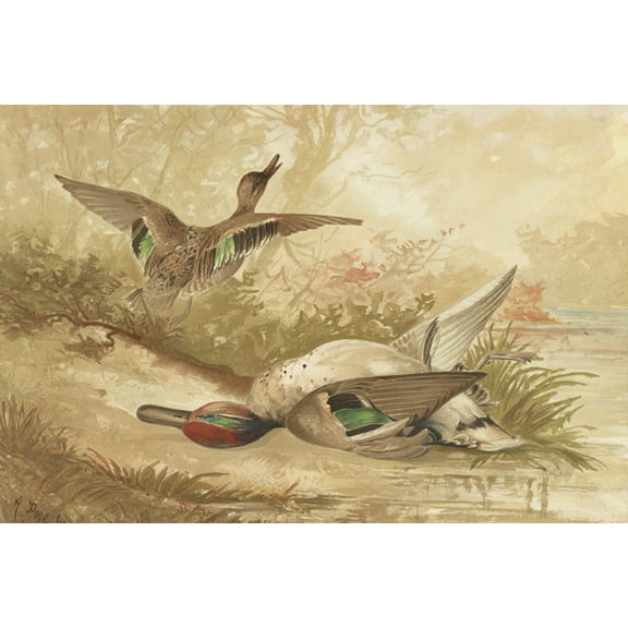 Print: Ducks, One Fleeing, One Dead
