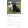 thumbnail image 3 of Labrador Retrievers | 2026 12x24" (Hanging) Square Wall Calendar | Plastic-Free, 3 of 9