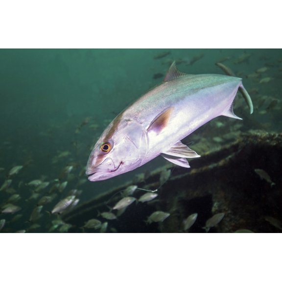 A Greater Amberjack swimming with a fishing hook and line caught in its mouth Canvas Art - Michael WoodStocktrek images (34 x 23)