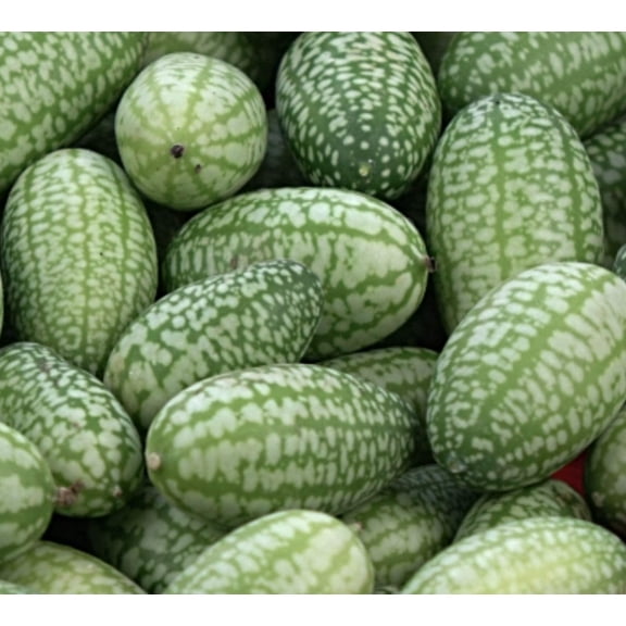 CZ Grain 10 Mouse Melon Seeds, Mexican Gherkin Dwarf Watermelon