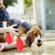 thumbnail image 2 of EeaseMX 4 fundas impermeables para zapatos de lluvia, antideslizantes, para exteriores, duraderas, para mascotas, gatos y perros (rojas, talla L), 2 of 7