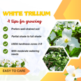 thumbnail image 4 of Set 10 of Dormant White Trillium Flowers, Wood Lily Bulbs for Fall Growing, Zones 3 to 9, 4 of 6