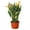 Orange, variant on Calla Lily, 6" Pot, Pink, Indoor Houseplant, Easy Care, Live Plant for Indoor & Outdoor