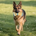 thumbnail image 4 of Chew Toys for Dogs - Robust Cuddly Dog Socks for Interactive and Chewing, 4 of 4