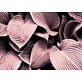 thumbnail image 2 of Design Fabrikken 14x11 Black Ornate Wood Framed with Double Matting Museum Art Print Titled - Groove, 2 of 4