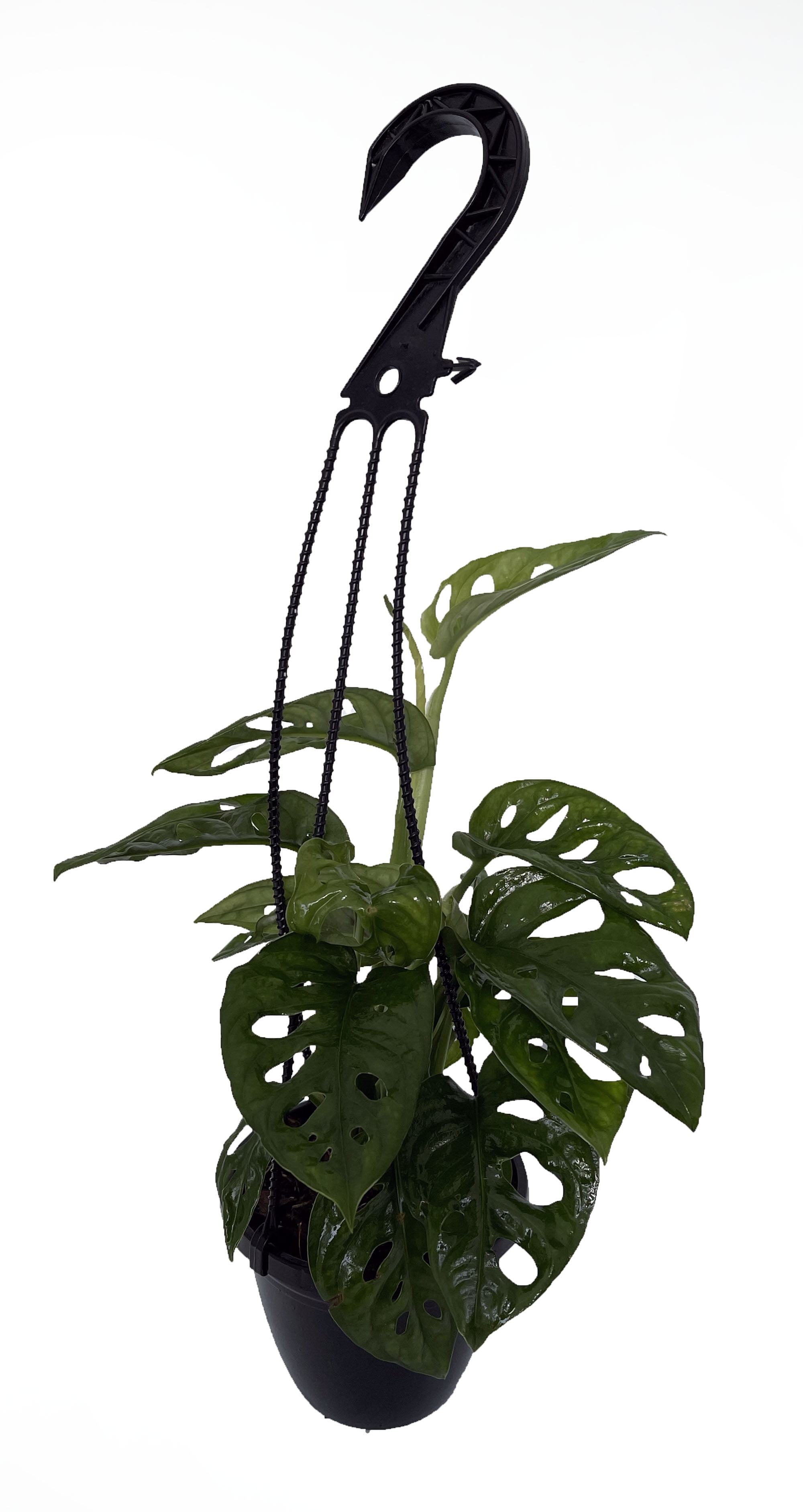 Swiss Cheese Plant Monstera adansonii 4&quot; Hanging
