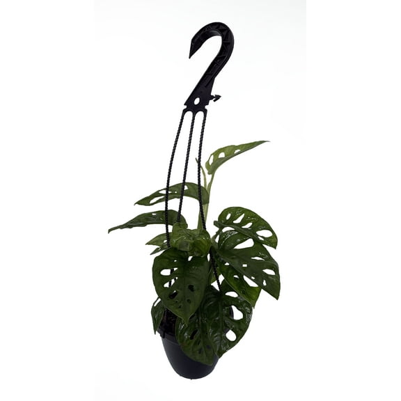 Swiss Cheese Plant - SALE!  Monstera adansonii - Trending - 4" Hanging Basket