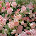 thumbnail image 1 of Climbing Rose Seeds for Planting Outdoors, Mixed Climbing Vine Rose Flower Seeds for All Seasons (B,500PC), 1 of 10