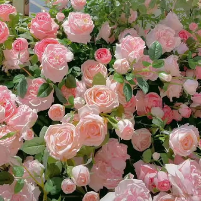 Climbing Rose Seeds for Planting Outdoors, Mixed Climbing Vine Rose Flower Seeds for All Seasons (B,500PC)
