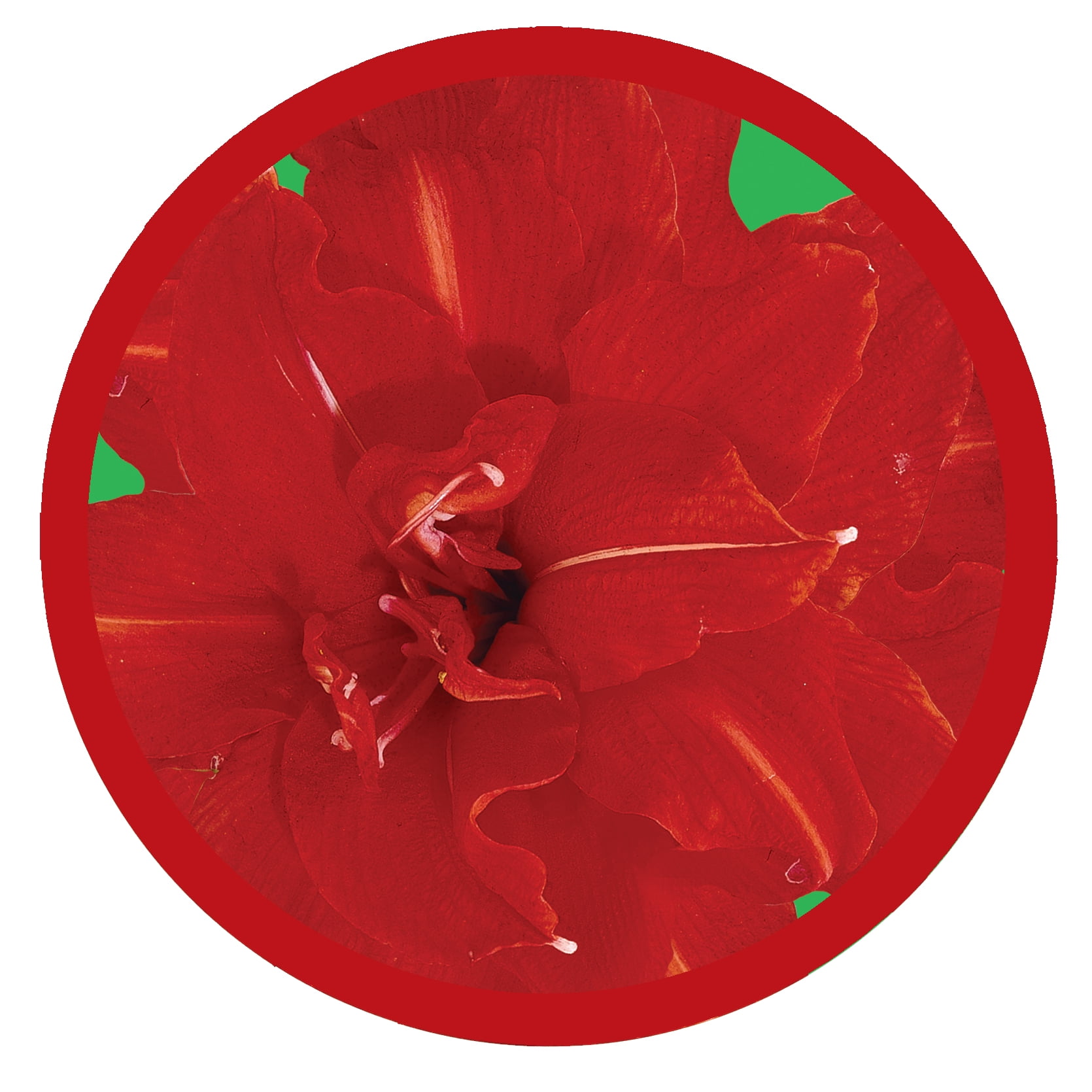 EuroBlooms Amaryllis Stargazer Live Plant in 6-inch Red Decorative